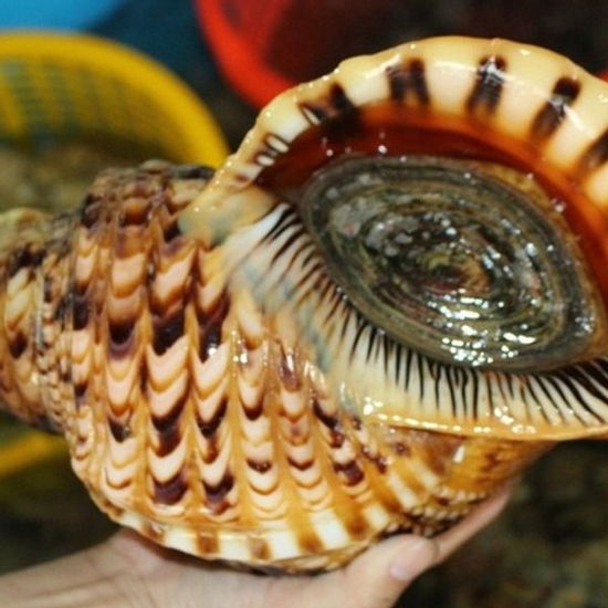 Không phải yến sào, đây mới là 