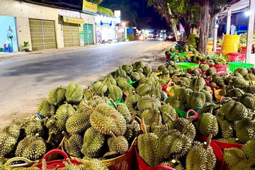Mất mùa, mất giá, nông dân trồng sầu riêng loay hoay bài toán nhiễm độc kim loại nặng