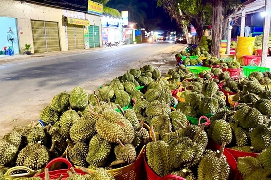 Mất mùa, mất giá, nông dân trồng sầu riêng loay hoay bài toán nhiễm độc kim loại nặng