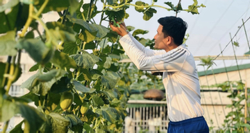 Ông bố 29 tuổi ở Hà Nội làm vườn trồng rau, nuôi cá rộng 200m2 trên sân thượng