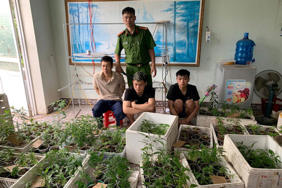 Cựu sinh viên Đại học Bách Khoa Hà Nội trồng 317 cây cần sa trong nhà