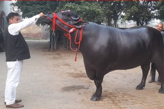 Con trâu được trả 30 tỷ đồng, người đàn ông quyết không bán