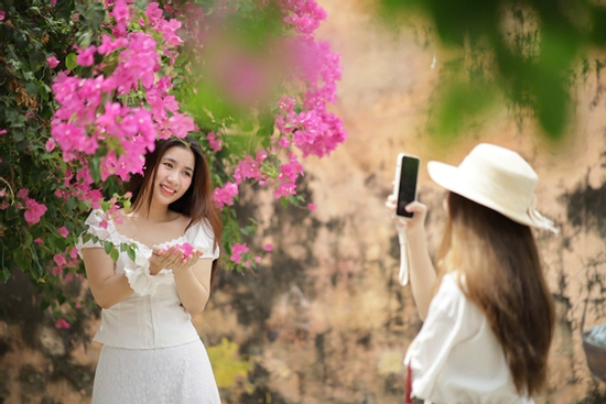 Du khách thích mê đường hoa giấy rực rỡ ở Nha Trang