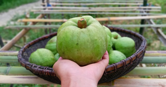 Quả ở miền Bắc trông giống ổi, nấu canh ngon hơn dùng sấu, me