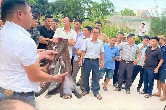 Cả làng ở Nghệ An kéo đến xem cặp nhung nai gần 100 triệu đồng