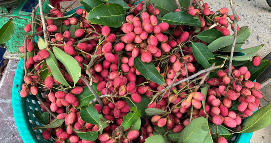 Đặc sản An Giang nửa như chôm chôm, nửa giống vải, 3 năm ra trái 1 lần