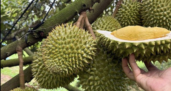 Kiểm tra sầu riêng xuất sang Trung Quốc, Cục trưởng hé lộ kết quả ban đầu