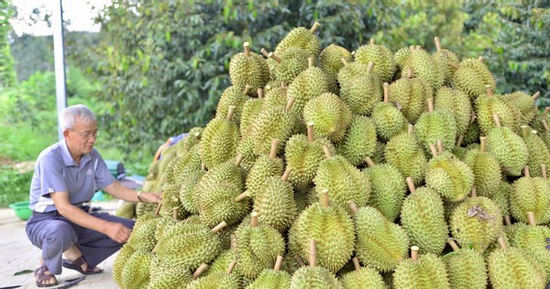 Kết quả kiểm tra chất cấm trong sầu riêng Lâm Đồng