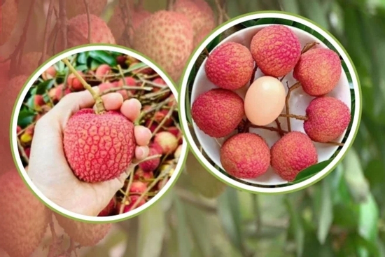 Quả vải to như quả trứng, giá 200.000 đồng/kg vẫn không đủ hàng để bán