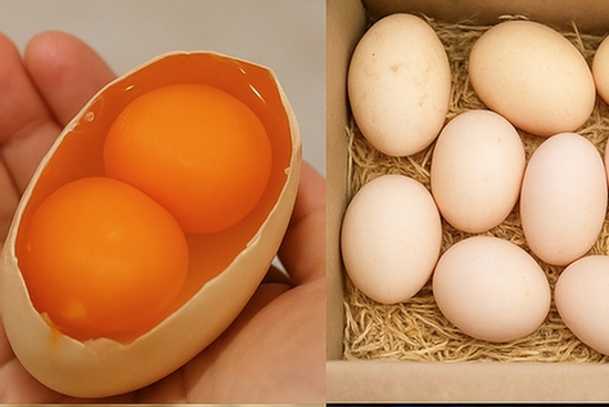Thực hư thông tin về các loại trứng gà 2 lòng đỏ, vỏ nhiều màu sắc