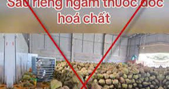 Xử lý thông tin sai sự thật về sầu riêng nhúng hóa chất