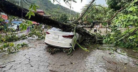 Mưa dông trút xuống TP Hòa Bình, cây đa cổ thụ bật gốc đè bẹp ô tô chở 4 người
