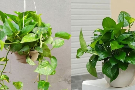 Vì sao cây trầu bà xanh tốt quanh năm nhưng nhiều người không trồng trong nhà?