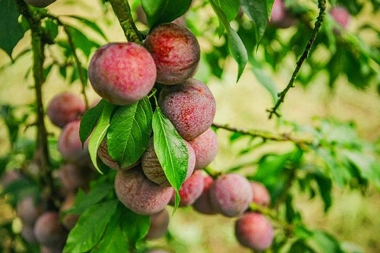 Loại quả đang vào mùa ở Việt Nam, tưởng chỉ ăn cho vui miệng lại có lợi đủ đường