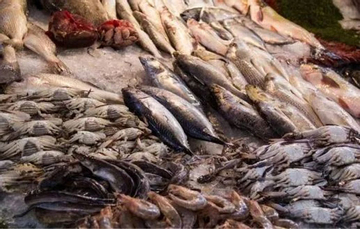 Loại cá này chứa 'chất gây ung thư hàng đầu'! Bác sĩ cảnh báo: Dù thèm đến mấy cũng nên kiềm chế, coi chừng ung thư