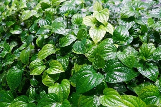 Loại lá 