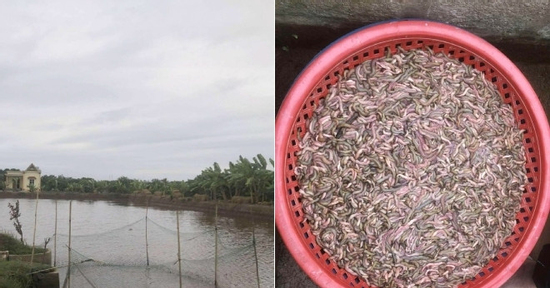 Chủ đầm giăng lưới bắt con nhiều người sợ nhưng là đặc sản đắt tiền, ăn ngon
