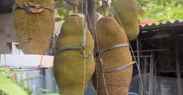 Cây mít ở Ninh Bình ra loạt quả 'khủng', chủ nhà lo gãy cành, phải làm giá đỡ