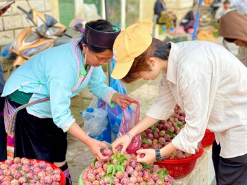 Mận hậu bán ngập thị trường, tiểu thương chỉ cách phân biệt mận Việt và mận Trung Quốc