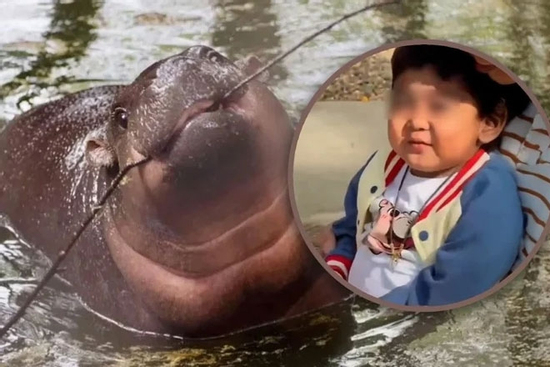 Xúc động cảnh cậu bé ung thư được thỏa ước mơ gặp hà mã Moo Deng trước khi mất