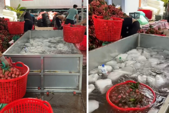Vải thiều mới thu hoạch được ngâm nước đá, chuyên gia lý giải tác dụng