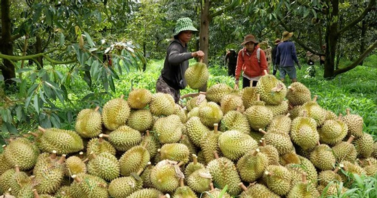 Đại phẫu 'vua' trái cây tỷ USD - Bài 1: Vì sao Cục Bảo vệ thực vật phớt lờ cảnh báo?