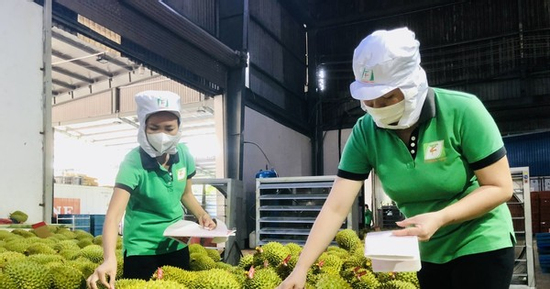 Lời giải niềm tin thị trường sầu riêng sau loạt tin đồn thất thiệt