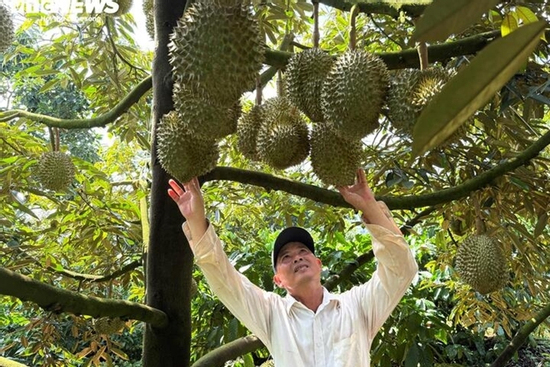 Trồng sầu riêng sạch, nông dân vẫn loay hoay tìm đầu ra