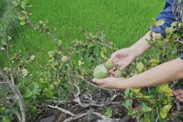 Quả lạ 'trời ban' ở Cao Bằng, vò nhẹ là có món ngon mát lạnh ngày hè