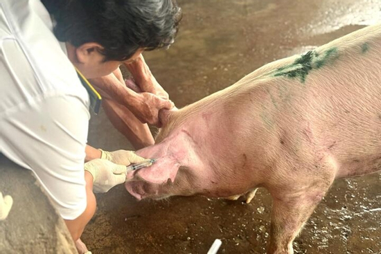 Lấy mẫu máu heo của C.P. Việt Nam tại lò mổ ở Sóc Trăng xét nghiệm dịch bệnh
