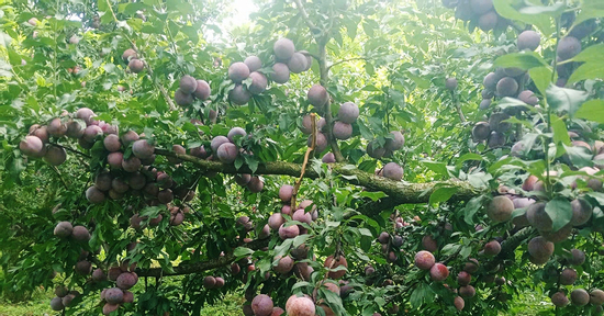 Sự thật về thông tin mận hậu rớt giá chỉ còn 2.000-3.000 đồng/kg