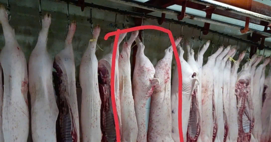 'Người tố C.P. Việt Nam' tung thêm hình ảnh heo đầy đốm lạ: Hé lộ nơi chụp