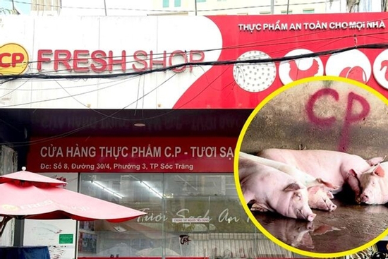 Chuyên gia: Phát hiện heo bệnh phải tiêu hủy cả đàn chứ không phải 1 con