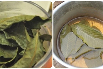 Uống trà lá ổi khô có tác dụng gì?