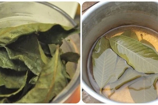 Uống trà lá ổi khô có tác dụng gì?