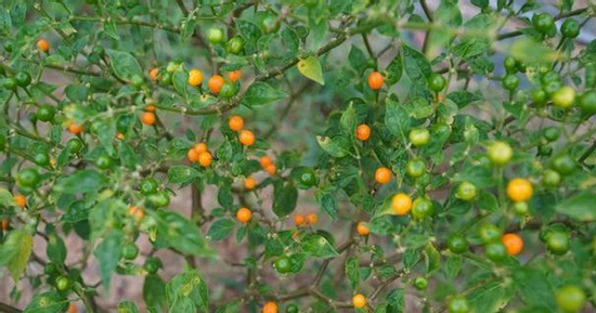 Loại quả đắt đỏ bậc nhất thế giới, giá tới 600 triệu đồng/kg, ở Việt Nam có người đem tặng miễn phí