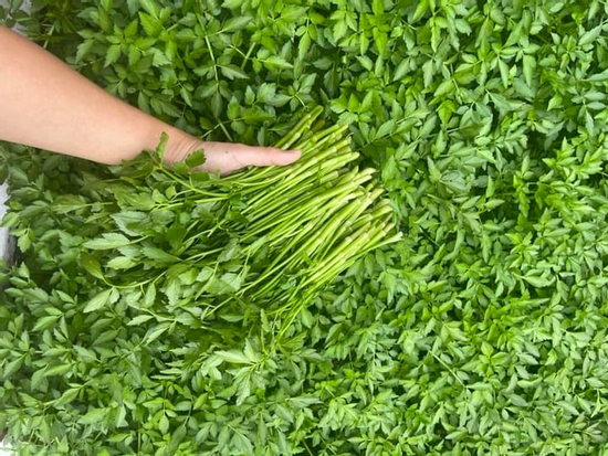 Chuyên gia cảnh báo những loại rau là 'ổ sán', không nên ăn sống