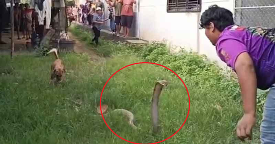 Người đàn ông tay không bắt rắn cực độc, dân làng thấy cảnh tượng đáng sợ
