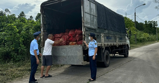 Thu giữ và tiêu hủy gần 17 tấn ngao, hàu từ Móng Cái vào nội địa tiêu thụ