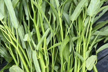 Rau muống dễ nhiễm chì, liệu có cách nào nhận biết?