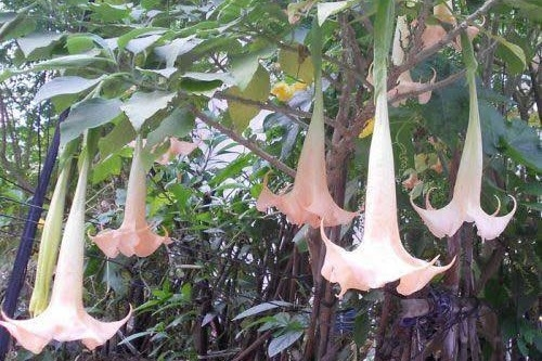 Ba người một nhà đi cấp cứu sau bữa cơm có món hoa chuông xào