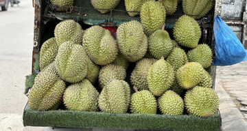 Lần đầu tiên trong 4 năm, dân thoải mái ăn sầu riêng với giá rẻ khó tin