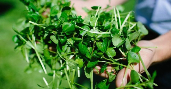 Loại rau tốt nhất thế giới, ở chợ Việt vừa nhiều vừa rẻ