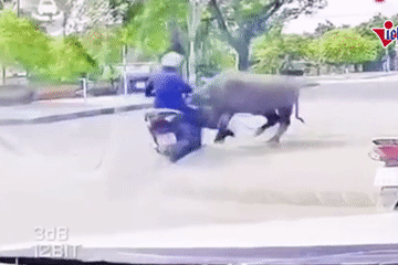 Clip trâu 'điên' lao ra đường, húc gãy xương sườn người phụ nữ ở Thanh Hóa