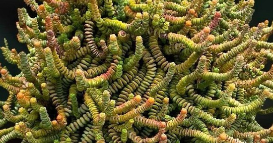 Loài cây này càng trồng càng vượng khí, tiền vào như nước