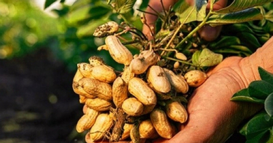 Loại quả mọc trong đất cực nhiều ở Việt Nam, bổ dưỡng chẳng kém nhân sâm tổ yến