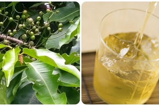 Uống nước vối thường xuyên có tốt?