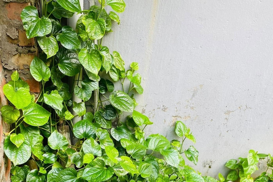 Nước lá lốt đa dạng tác dụng nhưng ai nên thận trọng khi uống?