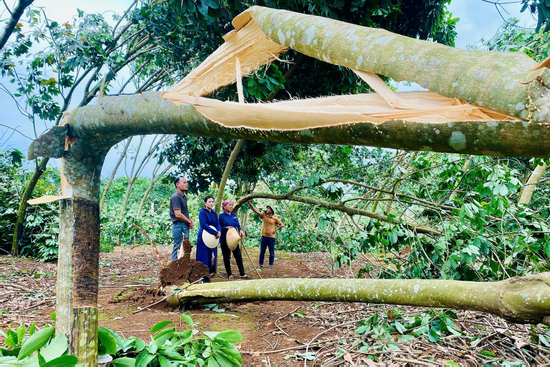 1 người chết, 4 người bị thương do cây đổ đè trúng người ở Nghệ An