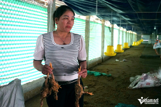Nước lên đến đâu, gà chết đến đó, chủ trang trại ở Thanh Hoá trắng tay sau lũ